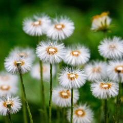 white blooming dandelion with green bokeh