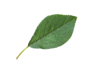 Green leaf of cherry tree isolated on white
