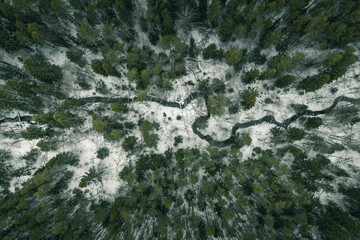 A winding stream river flows among the wild spruce forest. The ground is covered with a layer of snow. Winter. Drone shot