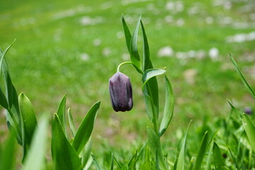 spring crocus flowers