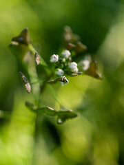 Small flowers
