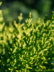 Green leaves background