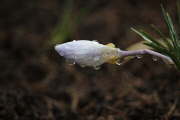 Crocus bud blooms in spring in the garden