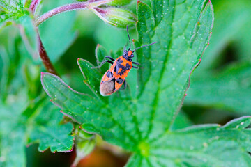bug on a leaf