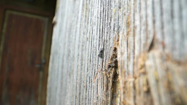 A small spider on the wall of the wooden hut