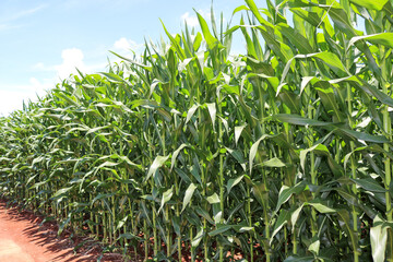 milho-corn-plantation