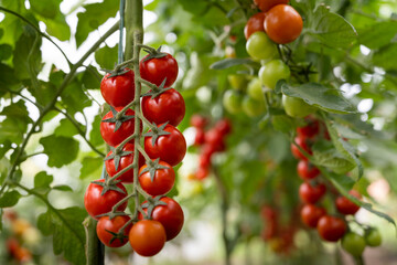 Beautiful red ripe cherry tomatoes