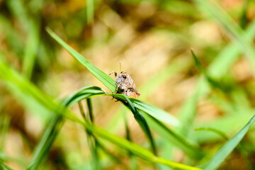 dragonfly on grass