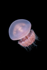 jellyfish
