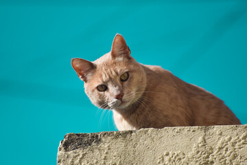 cat on the roof looking at the camera