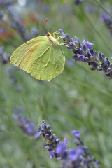 THE CLEOPATRA BUTTERFLY ON THE LAVENDER FLOWER IN SUMMER IN CROATIA. YELLOW BUTTERFLY,