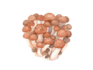 秋の味覚：きのこ。ブナシメジの水彩イラスト