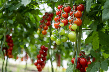 Beautiful red ripe cherry tomatoes