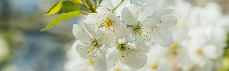 panoramic concept of white cherry blossom with green leaves