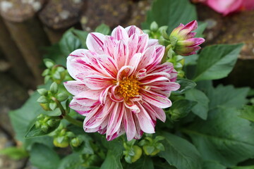 Fototapeta premium Isolated natural dahlia flower on green background