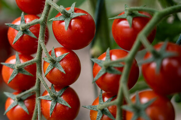 Beautiful red ripe cherry tomatoes