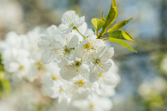 Selective focus of white cherry blossom with green leaves