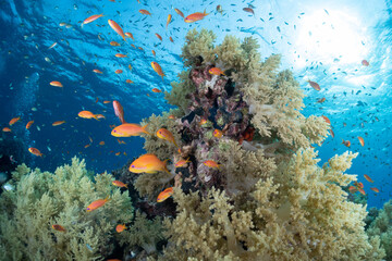 Naklejka na ściany i meble tropical fish in the coral reef