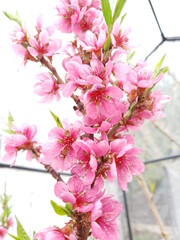 pink peach flowers
