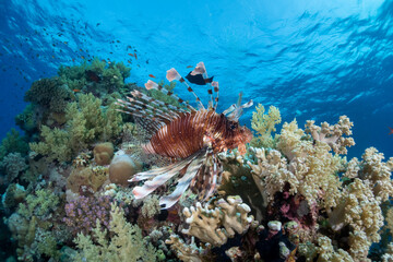 coral reef and lion fish