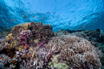 coral reef in the red sea