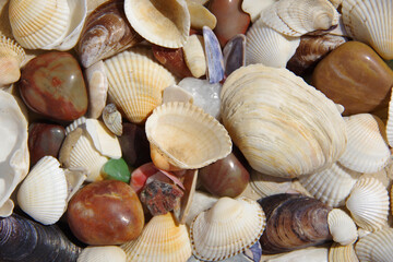 Background in warm colors of multicoloured seashells