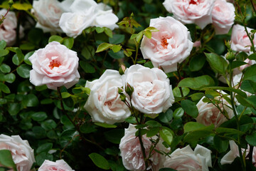 Fototapeta na wymiar Many large white rose flowers on green leaves background