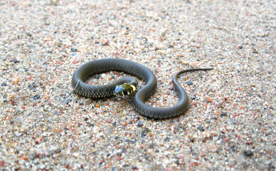 The grass snake crawls along the road.