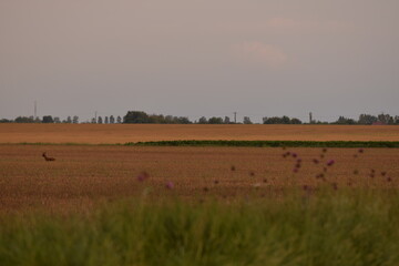 Fototapeta na wymiar deer in the wheat field