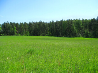 Agricultural field near the forest.