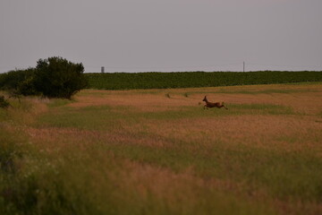 deer in the wheat field