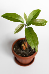 potted houseplant avocado on white background. view from above.