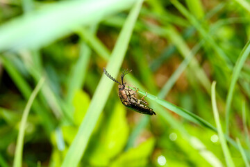 butterfly on grass