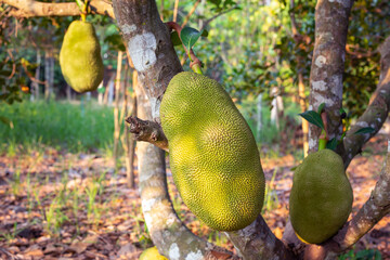 Jackfruit on tree in the farmer's garden. Tropical fruit