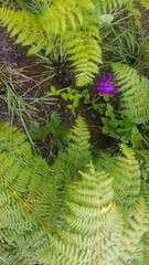 ferns and flowers