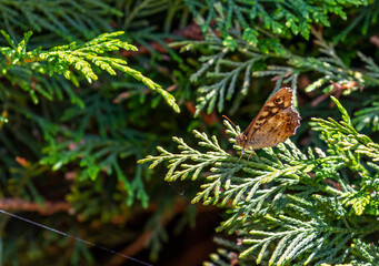 Speckled Wood butterfly, 