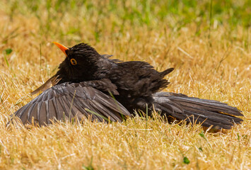Blackbird sunbathing in garden, resting on grass with wings outstretched. Bird cooling itself and maintaining feathers and plumage