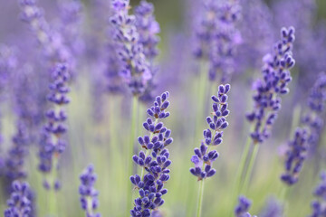 Purple flowers of lavender. Focused on one in the foreground. Close up.