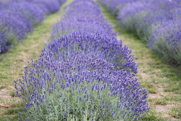 Obraz premium Lavender flowers blooming scented fields in rows. Focused on one in the foreground.
