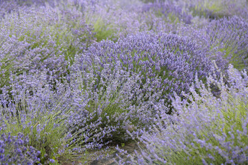 Obraz premium Lavender flowers blooming scented fields in rows. Focused on one in the foreground.