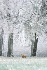 Red Fox - Vulpes vulpes, beautiful carnivores in winter from European forests, Czech Republic.