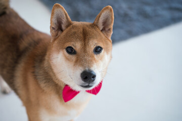 Shiba Inu dogs standing in the living room.