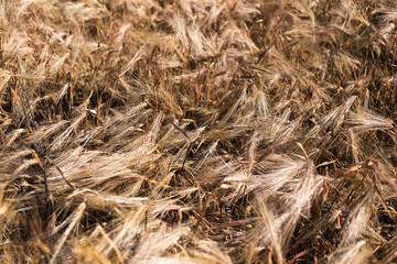 Natural abstract textured background of dry golden wheat field.