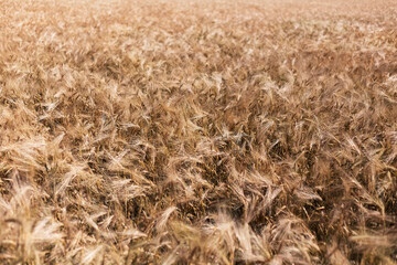 Natural abstract textured background of dry golden wheat field.