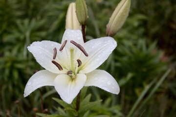 Weiße Lilien nach dem Regen