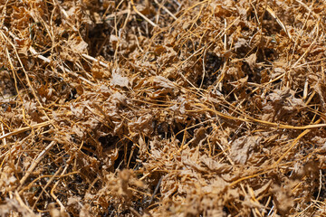 Natural textured abstract background of yellow dry grass.