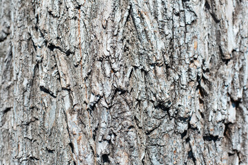 Natural textured abstract background of old wooden surface with different lines.