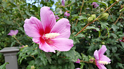 한국 국가의 꽃 무궁화 Korean national flower rose of sharon