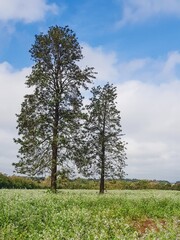 tree in the field