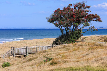 Mount Maunganui Beach, New Zealand. A pohutukawa tree covered in red summer blossoms in the dunes 